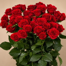 Bouquet of red roses with green leaves