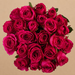 Bouquet of bright pink roses with a few green leaves