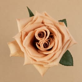 Peach rose bloom with two smaller rose buds against a beige background