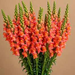 Bouquet of coral snapdragons with green spikes against a plain background