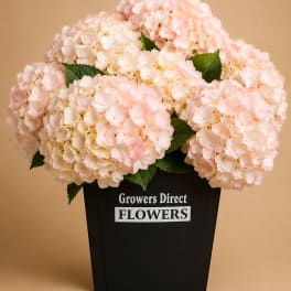 Pink Hydrangeas Box