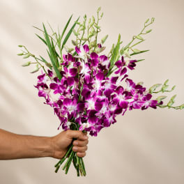 Bombay Dendrobium Orchid