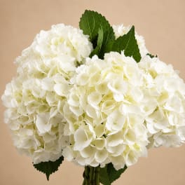 Bouquet of white hydrangeas with dark green leaves