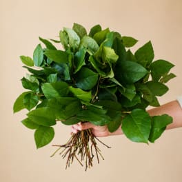 Lemon Leaf