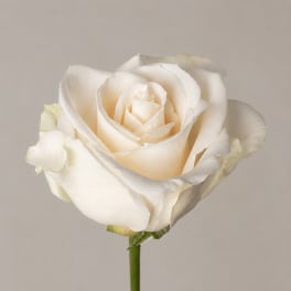 Vendela (24 Stems) Bunch