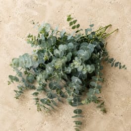 Baby Blue Eucalyptus Bunch