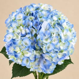 Blue and white hydrangea bouquet with dark green leaves