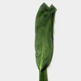Single closed green flower bud on a stem