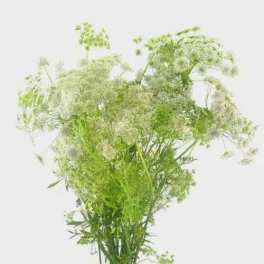 Queen Anne's Lace Bunch