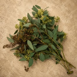 Bundle of eucalyptus branches with clustered seed pods on a beige surface