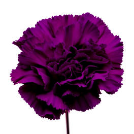 Single purple carnation bloom on a stem against a white background