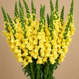 YELLOW SNAPDRAGONS