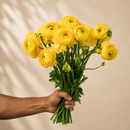 Handheld bouquet of yellow ranunculus flowers