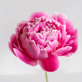 Pink Peony 5 Stems