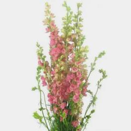 Tall pink and green floral arrangement with delicate blossoms