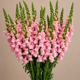 Bouquet of pink snapdragons with tall green spikes
