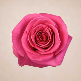 Single bright pink rose bloom on a plain background