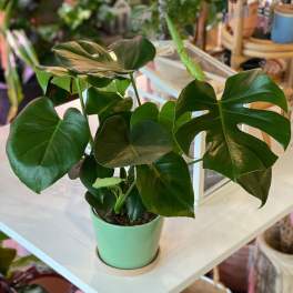 Potted monstera plant with large split green leaves in a mint pot