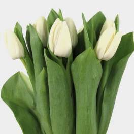 White Tulips