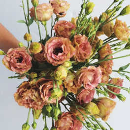 Bouquet of peach and pink lisianthus flowers with green buds