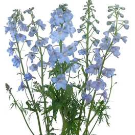 Blue delphinium stems with clustered blossoms on a white background