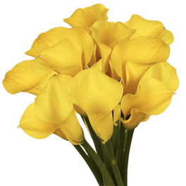 Bouquet of yellow calla lilies