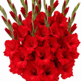 Bouquet of red gladiolus flowers on a white background