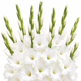 White gladiolus flowers arranged in a dense bouquet