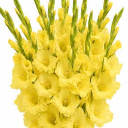 Bouquet of yellow gladiolus flowers on a white background