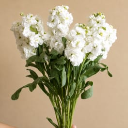 Bouquet of white stock flowers with long green stems