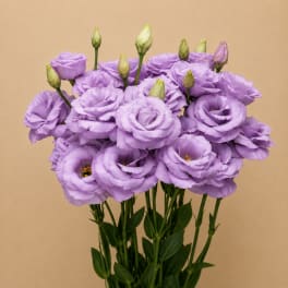 Bouquet of lavender lisianthus flowers with green buds