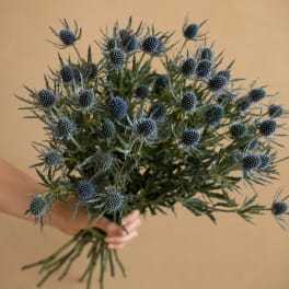 Handheld bouquet of blue thistle flowers with spiky foliage