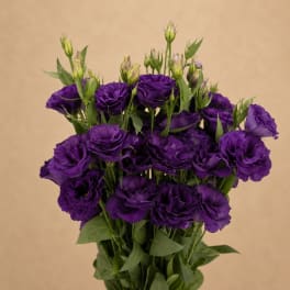 Bouquet of purple lisianthus flowers with green buds