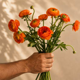 Hand holding a bouquet of orange ranunculus flowers
