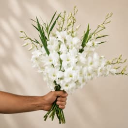 Handheld bouquet of white orchids with long green stems