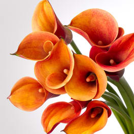 Orange and red calla lilies on long stems against a white background