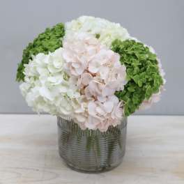 Hydrangea arrangement in a ribbed glass vase with white, blush, and green blooms