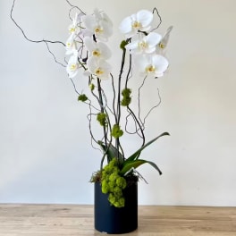 White orchid arrangement in a black cylindrical vase with curly branches and moss