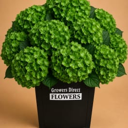 Green hydrangea arrangement in a black container
