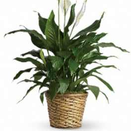 Peace Lily Large - Simply Elegant Spathiphyllum