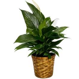 Peace Lily - Standard