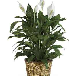 Potted peace lily plant with white blooms in a woven basket