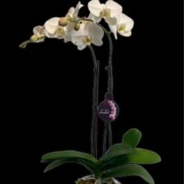 WHITE DOUBLE-STEM ORCHID PLANT