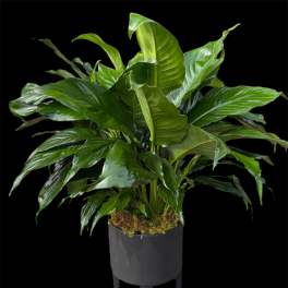 Large green potted plant in a black container