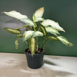 Potted variegated houseplant with green and cream leaves in a black nursery pot