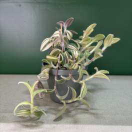 Variegated trailing plant in a gray pot