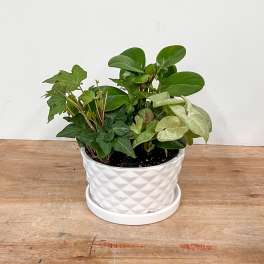 Mixed green houseplant in a white textured pot with saucer