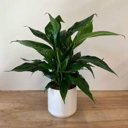 Potted green houseplant in a white cylindrical planter