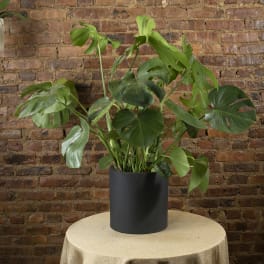 Potted monstera plant in a black container on a table