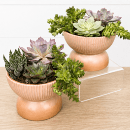 Mini Succulent Garden